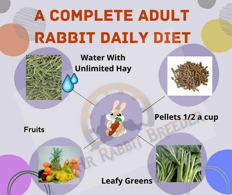 ADULT RABBIT DAILY DIET Healthy Diet Rabbit Hay Bunny