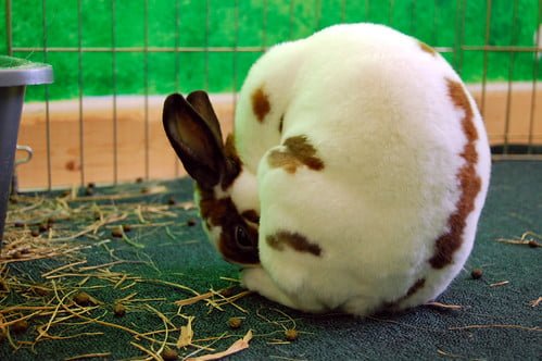 Why do rabbits eat their poops? Rabbit Eating Poops