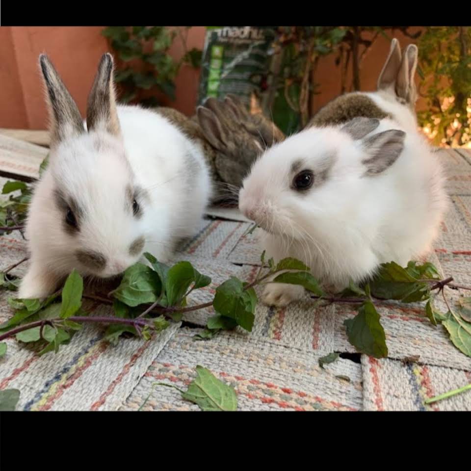 BABY RABBIT DAILY DIET | RABBIT FOOD CHART | RABBIT BABY FEED