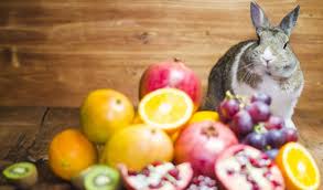 fruits with rabbits