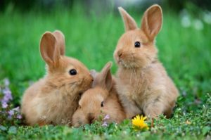 How To Buy Rabbits