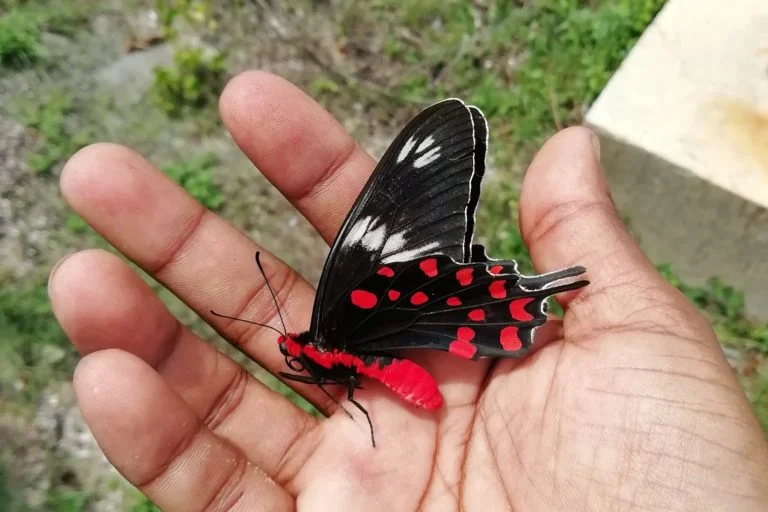 A-Crimson-Rose-Butterfly-on-hand-of-Ashish-Kapse