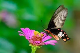 Common-Rose-Butterfly-enjoy-eating-flower