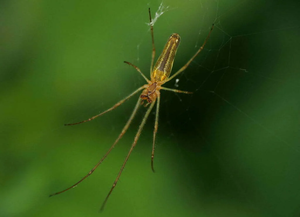 Tetragnatha-Montana-Spider-1