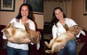 flemish giant rabbit
