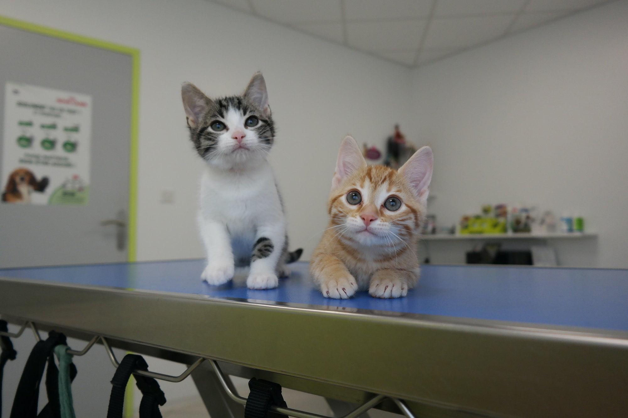 Blog 8 2 abandoned kitten at the veterinary clinic