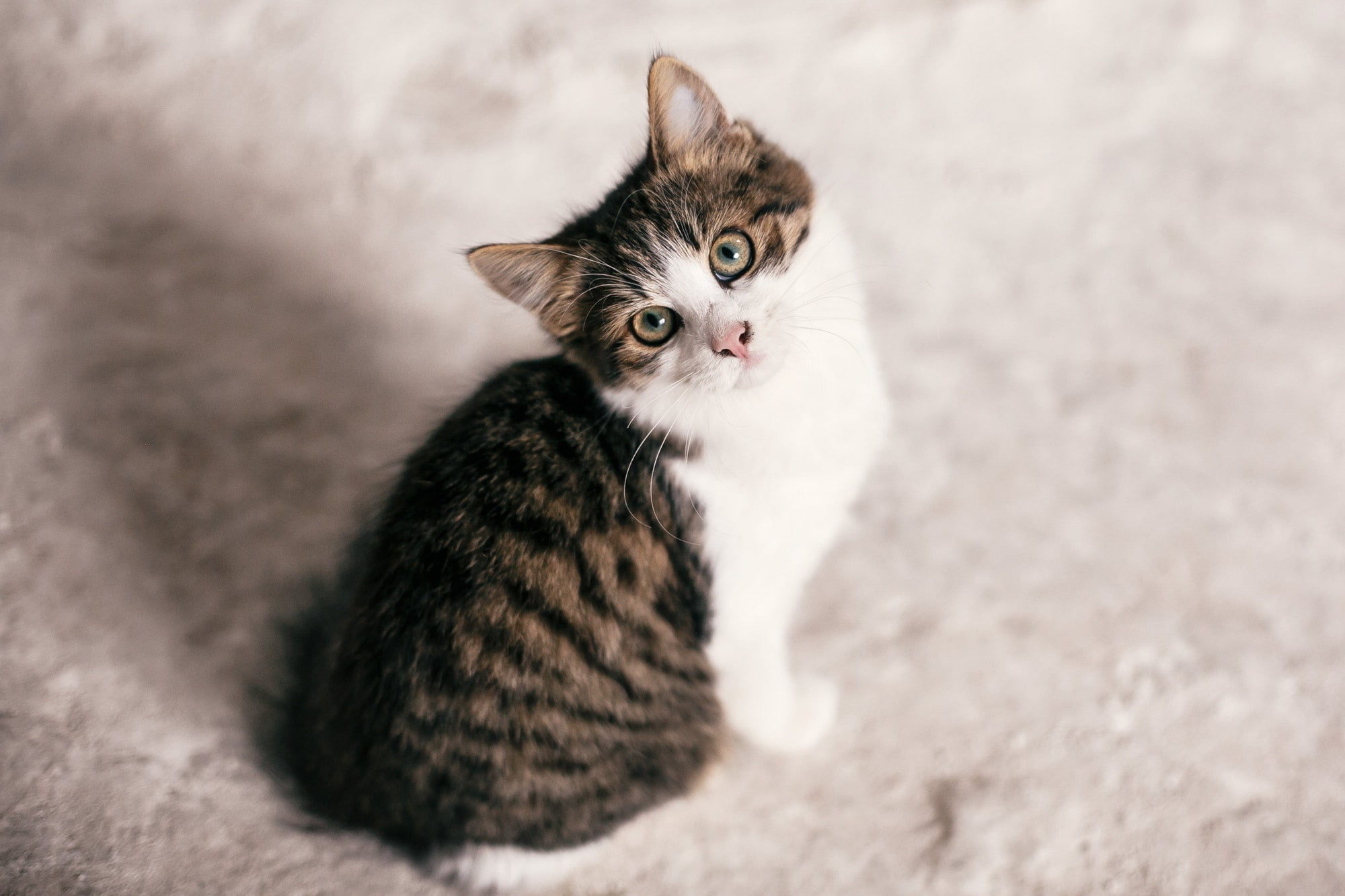 Blog 7 cute scared tabby kitten with sweet looking eyes walking in city street