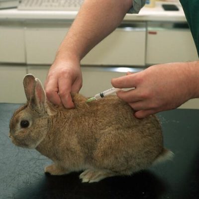 rabbit vaccination