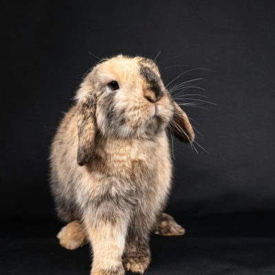 Holland Lop Rabbit In India